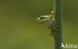 European Tree Frog (Hyla arborea)