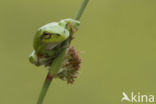 Europese boomkikker (Hyla arborea) 