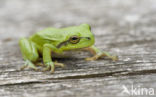 Europese boomkikker (Hyla arborea) 