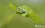 European Tree Frog (Hyla arborea)