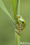 Europese boomkikker (Hyla arborea) 