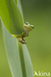 European Tree Frog (Hyla arborea)