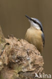 Europese Boomklever (Sitta europaea)