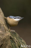 Europese Boomklever (Sitta europaea)