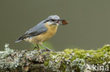 Europese Boomklever (Sitta europaea)