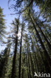 European Larch (Larix decidua)