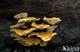 Fluweelpootje (Flammulina velutipes)