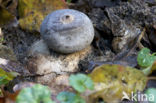 Earthstar (Geastrum coronatum)