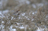 Twite (Carduelis flavirostris)