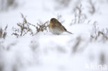 Twite (Carduelis flavirostris)