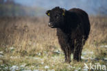 Galloway Cow (Bos domesticus)