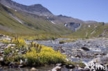 Gele bergsteenbreek (Saxifraga aizoides)