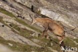 Chamois (Rupicapra rupicapra)