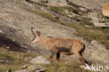 Chamois (Rupicapra rupicapra)