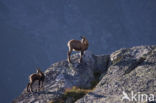 Chamois (Rupicapra rupicapra)