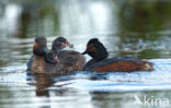 Black-necked Grebe (Podiceps nigricollis)