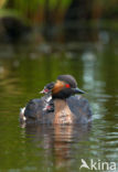 Black-necked Grebe (Podiceps nigricollis)