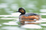 Black-necked Grebe (Podiceps nigricollis)