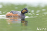 Geoorde Fuut (Podiceps nigricollis)