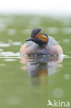 Geoorde Fuut (Podiceps nigricollis)