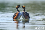 Geoorde Fuut (Podiceps nigricollis)