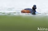 Black-necked Grebe (Podiceps nigricollis)