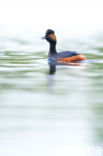 Black-necked Grebe (Podiceps nigricollis)