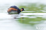 Black-necked Grebe (Podiceps nigricollis)