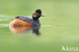 Black-necked Grebe (Podiceps nigricollis)