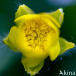 Marsh Marigold (Caltha palustris ssp. palustris)
