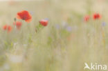 Gewone klaproos (Papaver rhoeas)