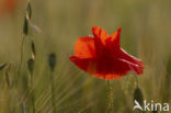 Gewone klaproos (Papaver rhoeas)