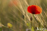 Gewone klaproos (Papaver rhoeas)