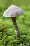 Pelargonium Webcap (Cortinarius paleaceus)