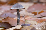 Pelargonium Webcap (Cortinarius paleaceus)