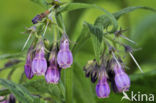 Common Comfrey (Symphytum officinale)