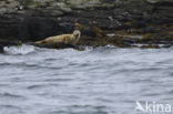 Gewone zeehond (Phoca vitulina) 