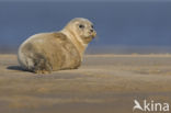 Gewone zeehond (Phoca vitulina) 