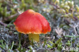 Gewoon vuurzwammetje (Hygrocybe miniata)