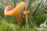 Gewoon vuurzwammetje (Hygrocybe miniata)