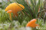 Gewoon vuurzwammetje (Hygrocybe miniata)