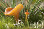 Gewoon vuurzwammetje (Hygrocybe miniata)