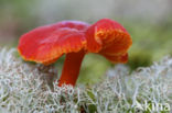 Gewoon vuurzwammetje (Hygrocybe miniata)