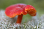 Gewoon vuurzwammetje (Hygrocybe miniata)