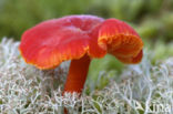 Gewoon vuurzwammetje (Hygrocybe miniata)