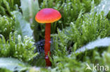 Gewoon vuurzwammetje (Hygrocybe miniata)