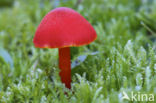 Gewoon vuurzwammetje (Hygrocybe miniata)