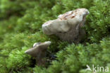 Zoned tooth (Hydnellum concrescens)