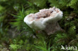 Gezoneerde stekelzwam (Hydnellum concrescens) 