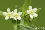 Common Gromwell (Lithospermum officinale)